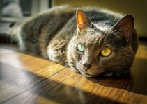 Katzenurin entfernen Tipps