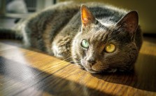 Katzenurin entfernen – so bekommst du den Geruch restlos weg