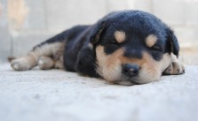 5 Tipps – Hundewelpen stubenrein bekommen – und zwar reibungslos
