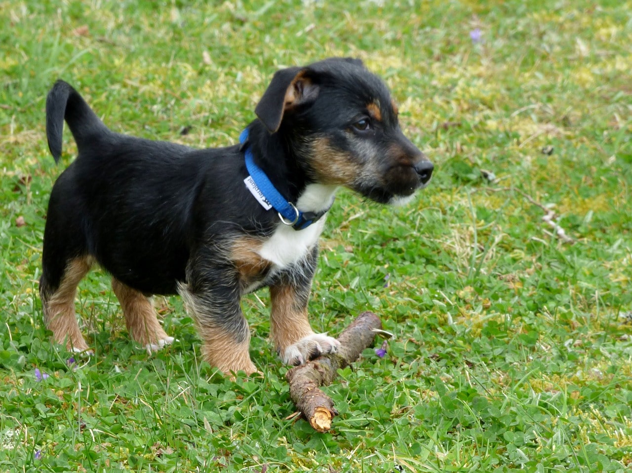 Hundewelpen stubenrein bekommen