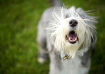 Wenn Der Hund Die Katze Jagd So Trainierst Du Es Ihm Ab