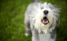 Häufiges Bellen beim Hund – so kannst du es ihm abgewöhnen