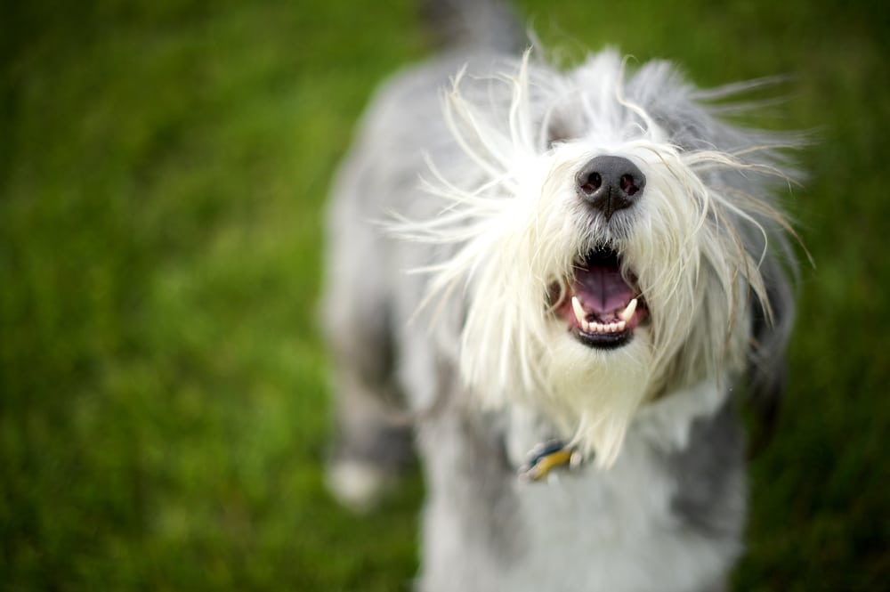 Hund häufiges Bellen abgewöhnen