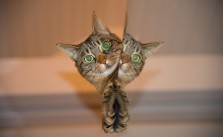 Unsauberkeit bei Katzen