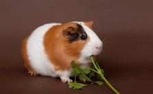 Die optimale Ernährung für dein Meerschweinchen – Damit es gesund und munter bleibt
