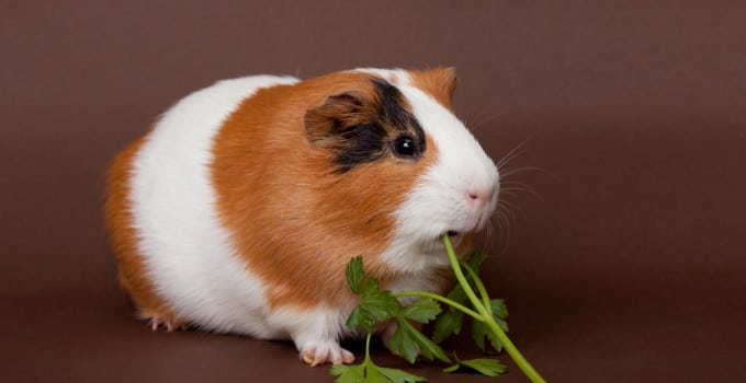 Ernährung Meerschweinchen