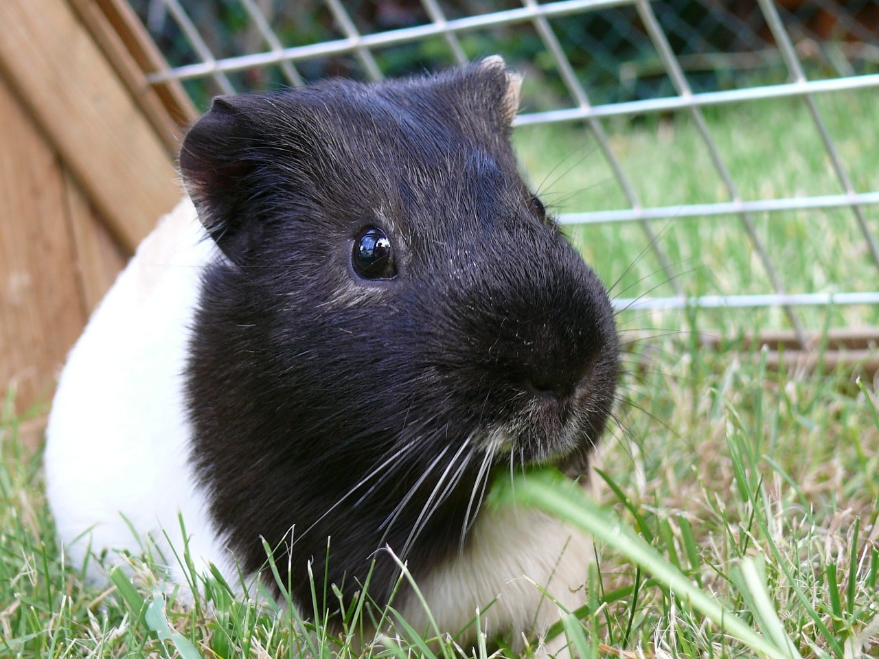 Ab ins Freie! Gehege bieten einen sicheren Auslauf für Meerschweinchen