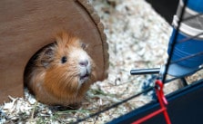 Die Meerschweinchen Grundausstattung – Mit diesem Zubehör wird sich dein Meerscheinchen wohlfühlen