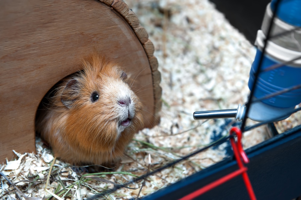 Meerschweinchen Grundausstattung