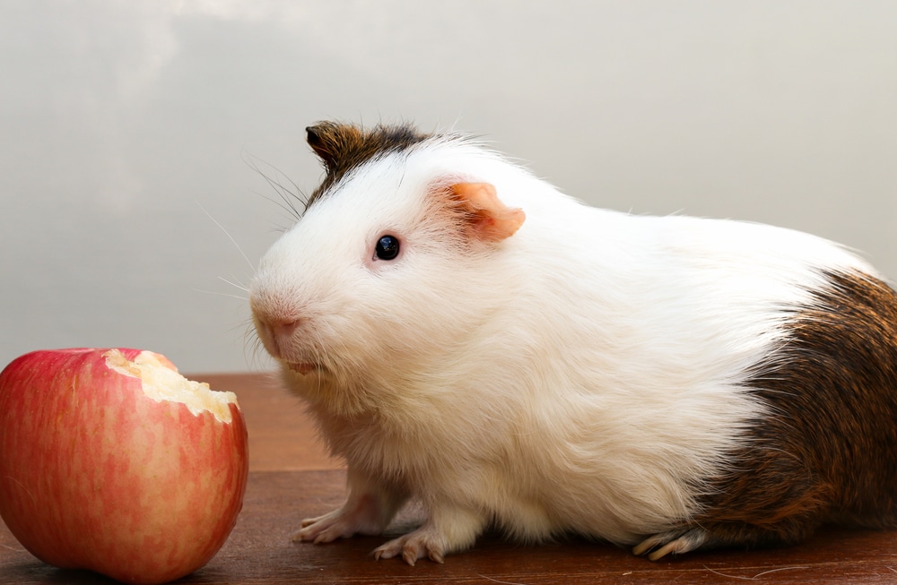 Meerschweinchen Saftfutter / Obst + Gemüse