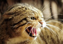 Katze Niest Häufig Katze Niest Die 10 Häufigsten