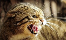 Aggressivität bei Katzen – das kannst du machen wenn deine Katze kratzt und beißt
