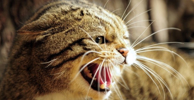 Katze Faucht Und Beißt Plötzlich
