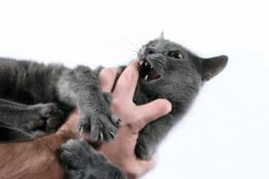 Kuscheln-und-Beißen-Syndrom bei der Katze