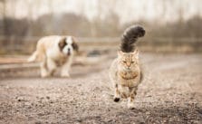Wenn der Hund die Katze jagt – 3 Maßnahmen um deinem Hund die Jagd auf Katzen abzugewöhnen
