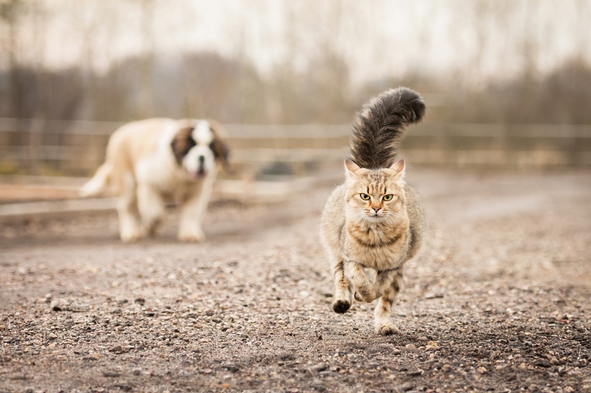 Hund jagt Katze