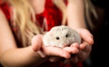Hamster eingewöhnen – 7 Tipps wie sich dein neuer Hamster schnell wohl fühlt
