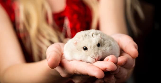 Hamster Eingewöhnung