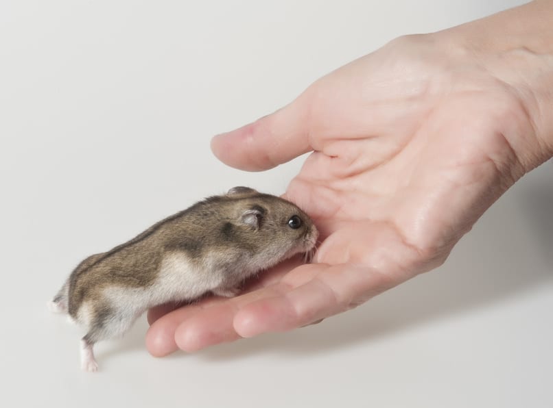 Ein wichtiger Moment bei der Eingewöhnung eines Hamsters ist das erste Erkunden der Hand des Menschen