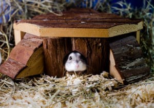 Neuen Hamster eingewöhnen