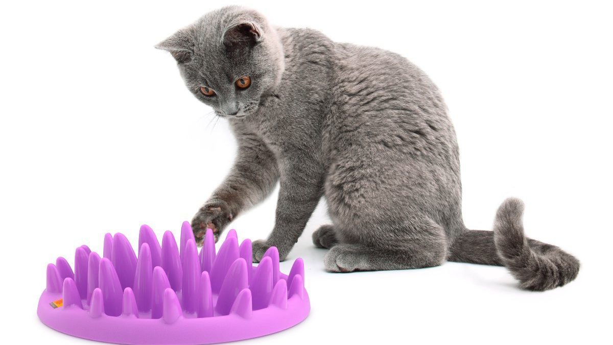 Anti-Schling-Napf für Katzen