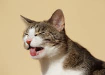 Deine Katze Niest Oft Das Kann Dahinter Stecken Haustierblog