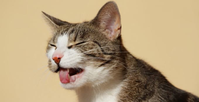 Wenn Katzen Sich Erbrechen Wann Sollte Man Zum Tierarzt