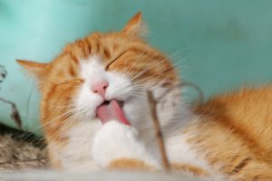 Katze Erbrechen - Fellbällen