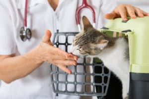 Katze Erbrechen Tierarzt