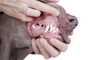 Gesunde Zähne beim Hund