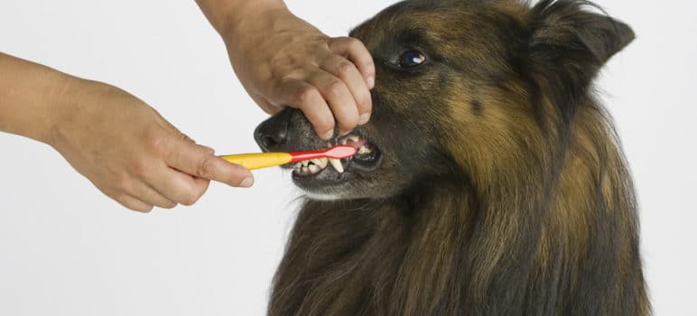 Haustierblog Hunde, Katzen und andere Haustiere