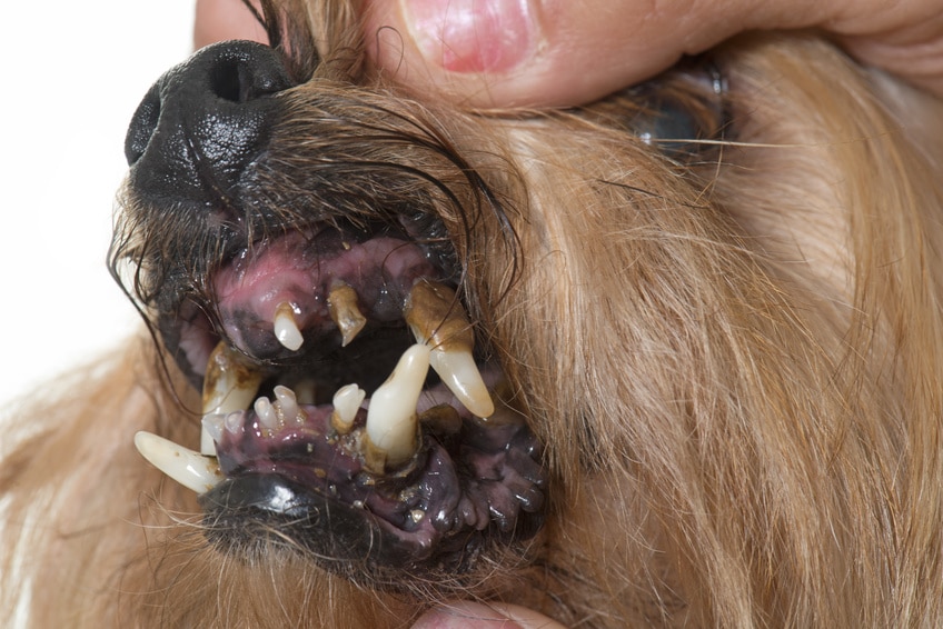 Zahnprobleme beim Hund
