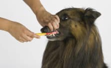 Zahnpflege bei Hunden – Warum (und wie) du deinem Hund regelmäßig die Zähne putzen solltest