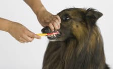 Zahnpflege beim Hund