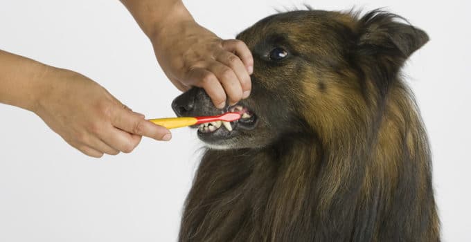 Zahnpflege beim Hund