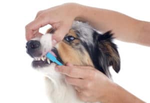 Zähneputzen beim Hund - Anleitung