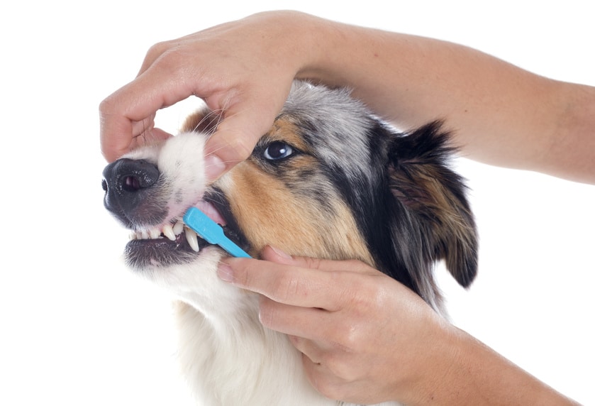 Zähneputzen beim Hund - Anleitung