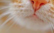 Deine Katze niest oft? Das kann dahinter stecken