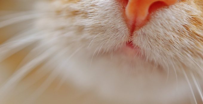 Katze niest