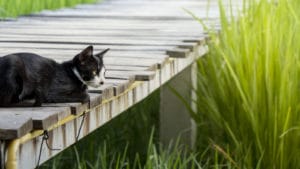 Katzen GPS und Peilsender