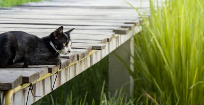 Katzen GPS und Peilsender